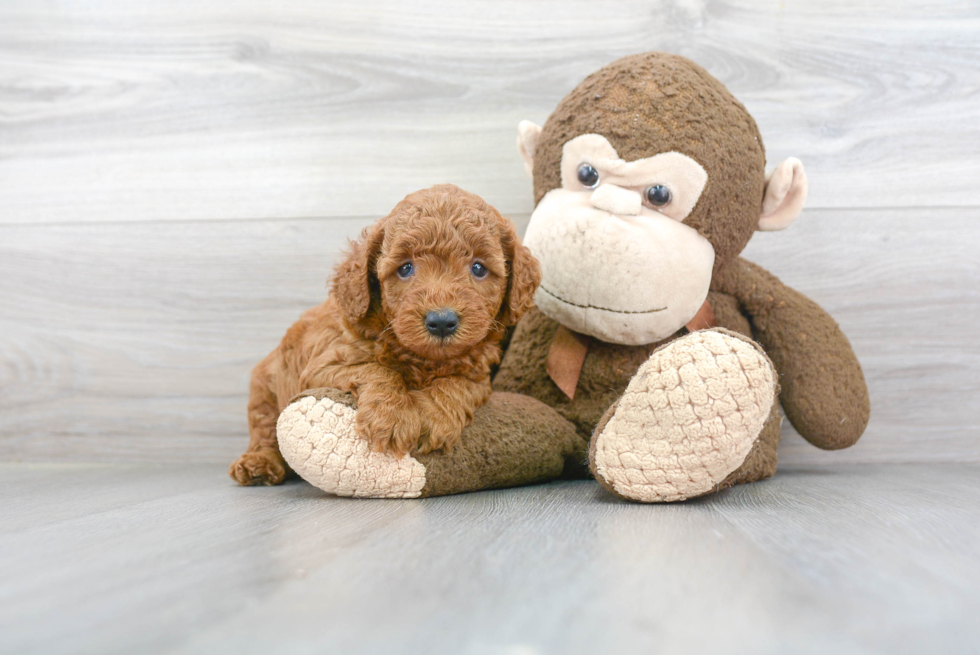 Mini Goldendoodle Puppy for Adoption