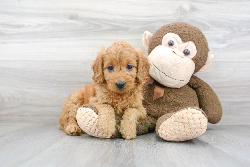 Best Mini Goldendoodle Baby