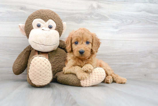 Funny Mini Goldendoodle Poodle Mix Pup