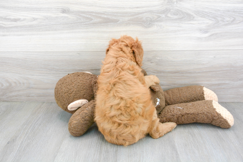 Mini Goldendoodle Pup Being Cute