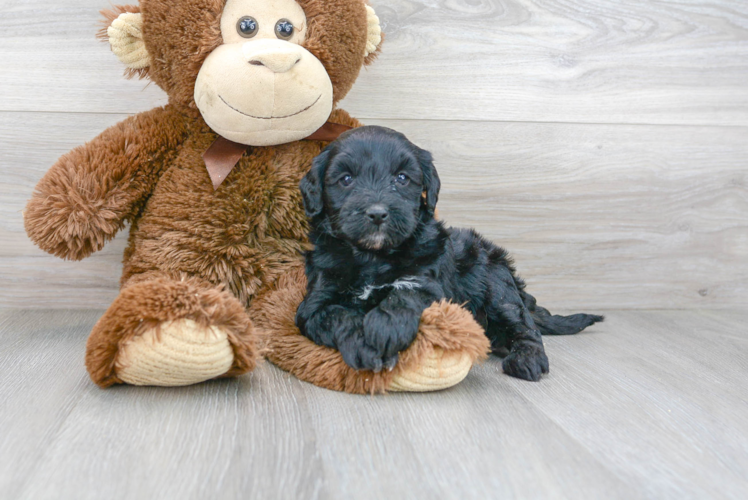 Mini Goldendoodle Pup Being Cute