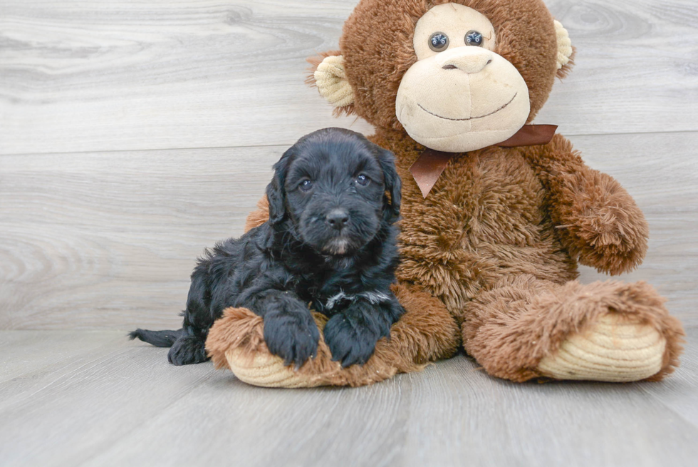 Best Mini Goldendoodle Baby