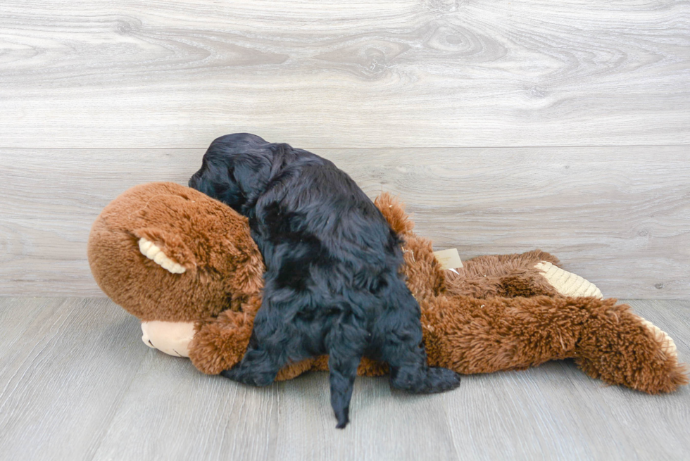 Cute Mini Goldendoodle Baby