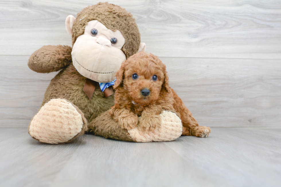 Mini Goldendoodle Puppy for Adoption