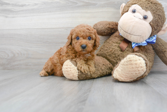 Mini Goldendoodle Pup Being Cute