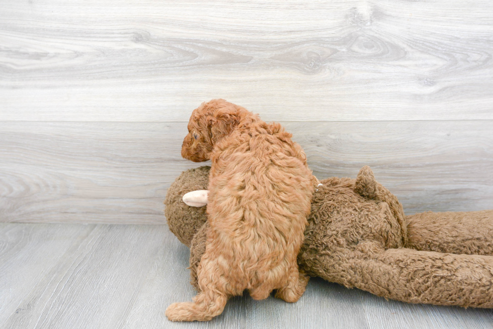 Mini Goldendoodle Pup Being Cute