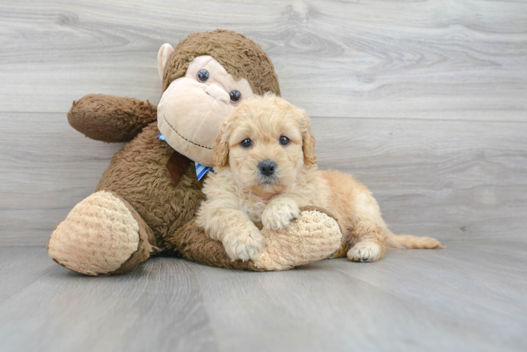 Best Mini Goldendoodle Baby