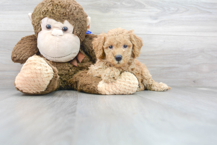 Happy Mini Goldendoodle Baby