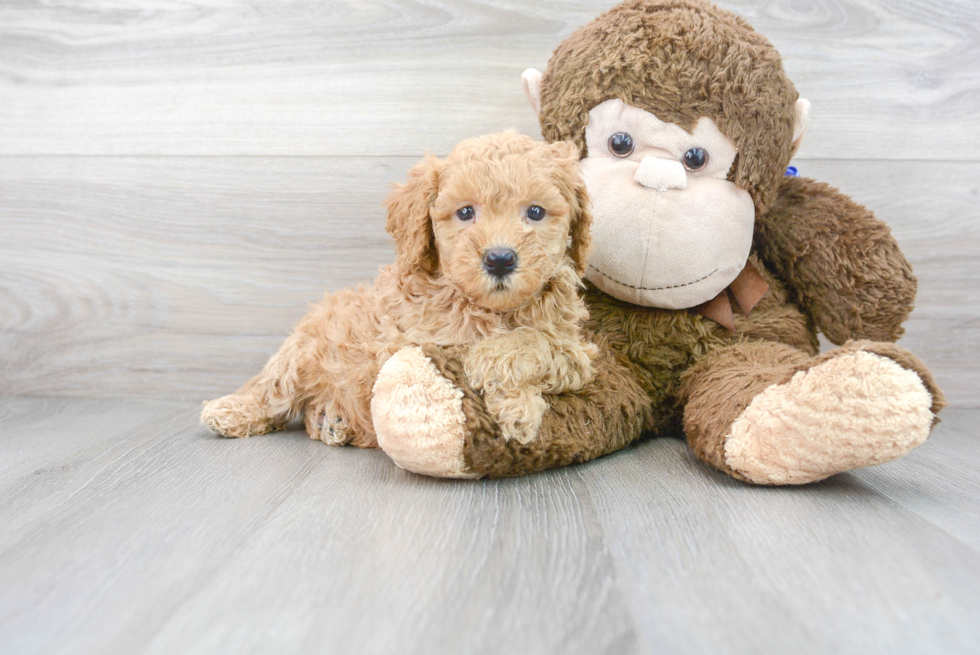 Smart Mini Goldendoodle Poodle Mix Pup