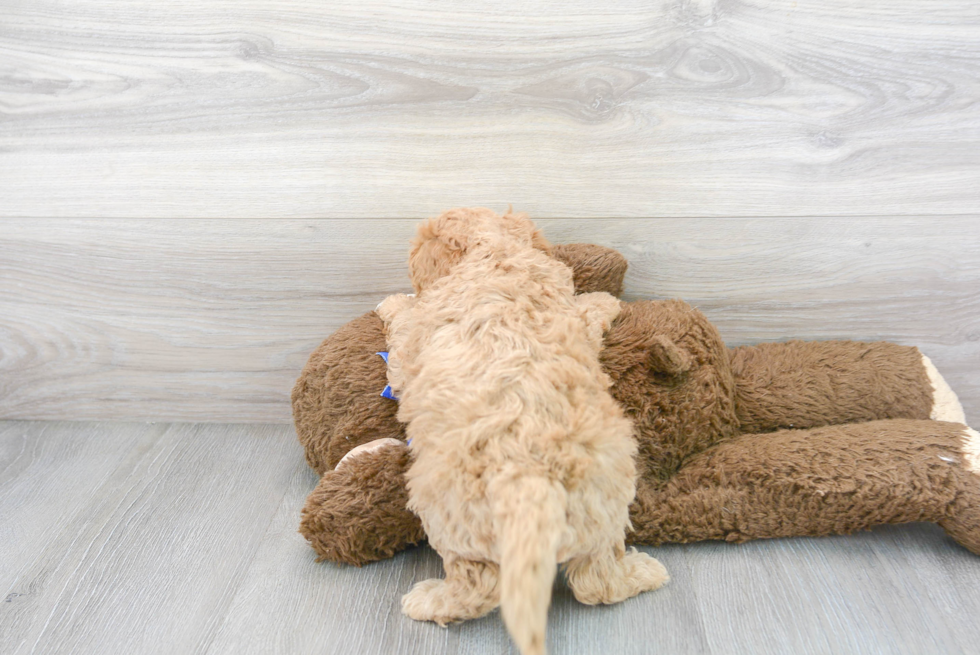 Playful Golden Retriever Poodle Mix Puppy