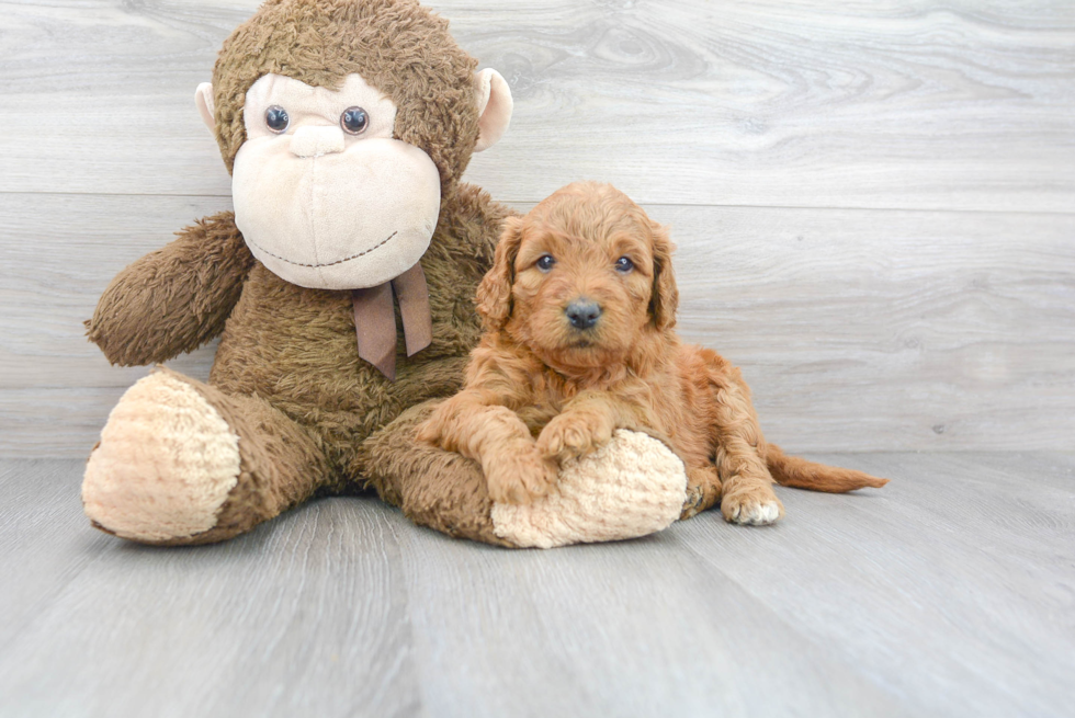 Mini Goldendoodle Pup Being Cute