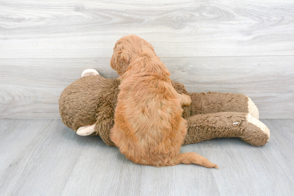 Adorable Golden Retriever Poodle Mix Puppy