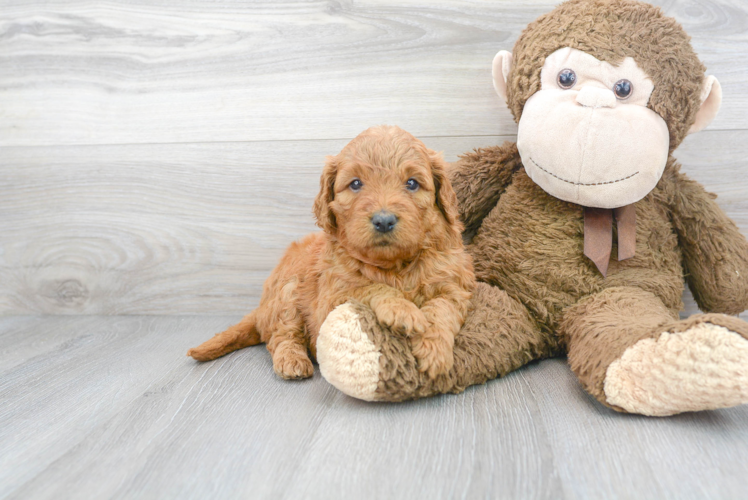 Small Mini Goldendoodle Baby