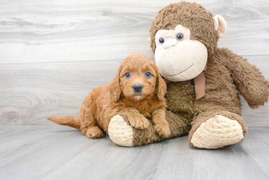 Mini Goldendoodle Puppy for Adoption