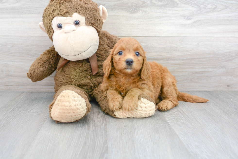 Happy Mini Goldendoodle Baby