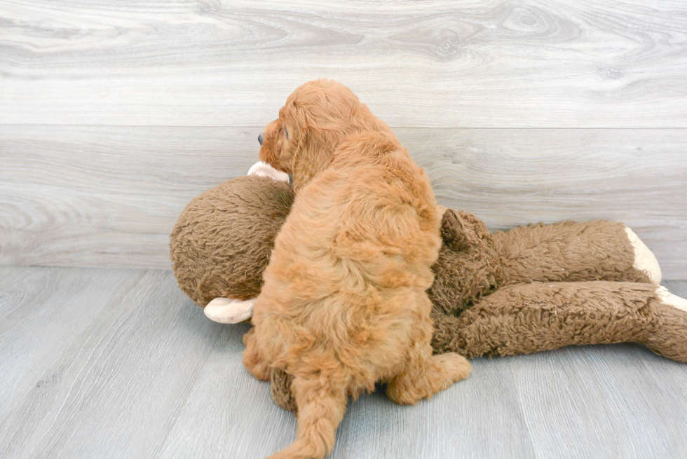 Small Mini Goldendoodle Baby