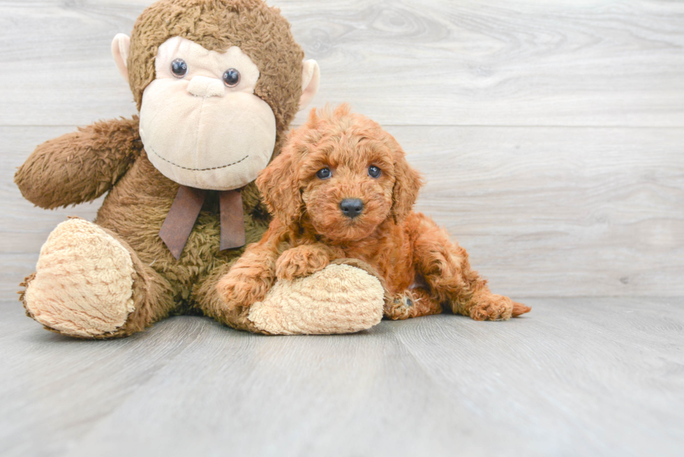 Mini Goldendoodle Pup Being Cute