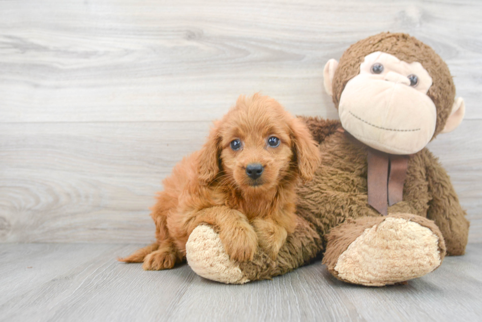 Sweet Mini Goldendoodle Baby