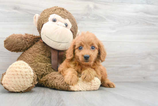 Mini Goldendoodle Puppy for Adoption