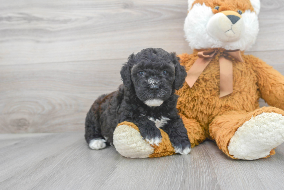 Smart Mini Goldendoodle Poodle Mix Pup