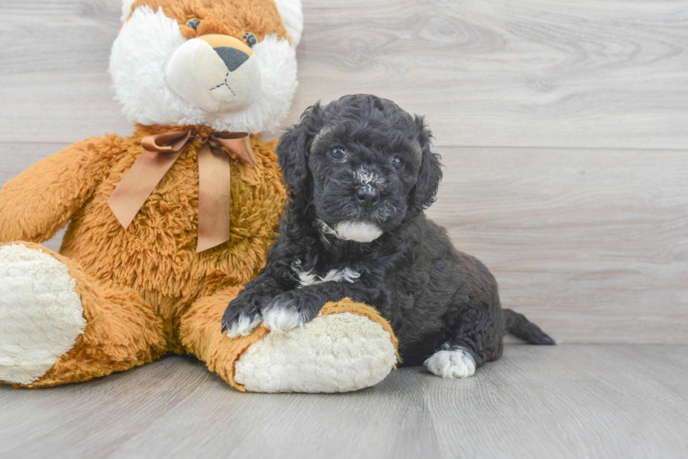 Friendly Mini Goldendoodle Baby