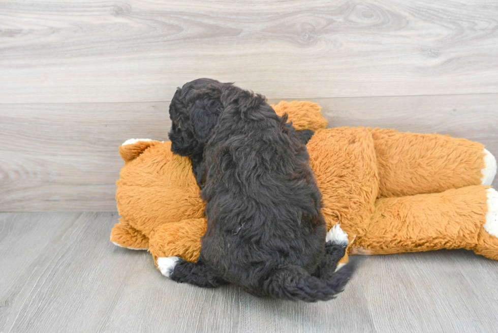 Mini Goldendoodle Pup Being Cute