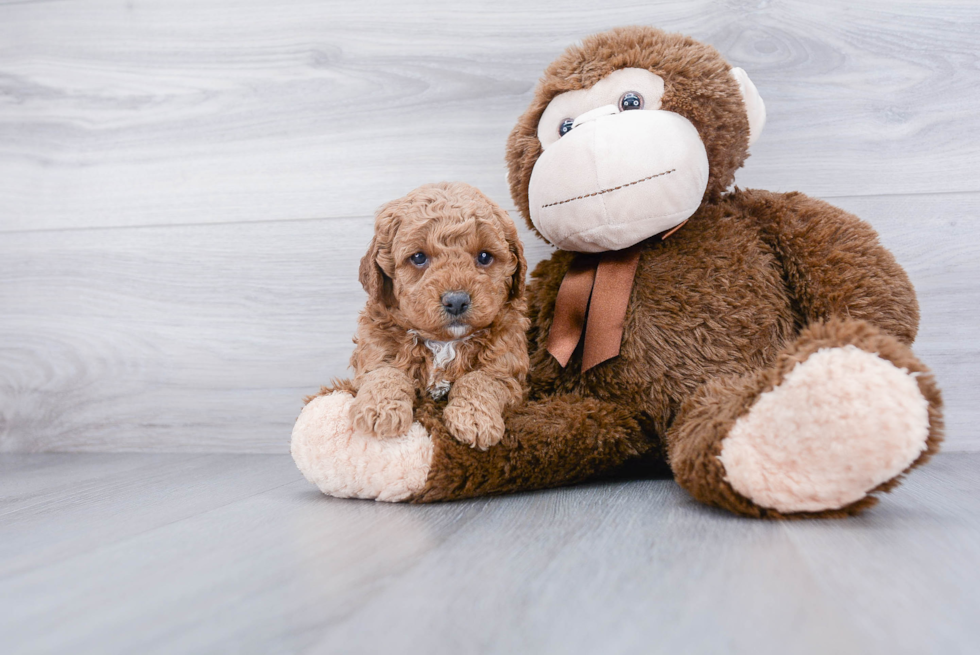 Mini Goldendoodle Puppy for Adoption