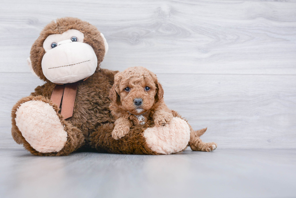 Mini Goldendoodle Puppy for Adoption