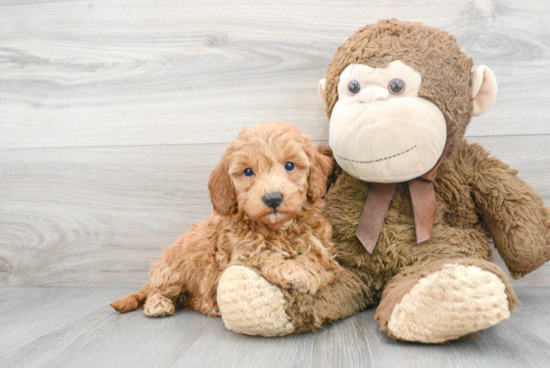 Little Golden Retriever Poodle Mix Puppy