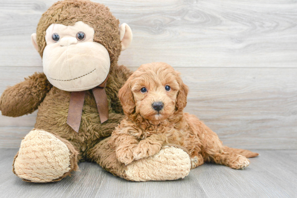 Friendly Mini Goldendoodle Baby