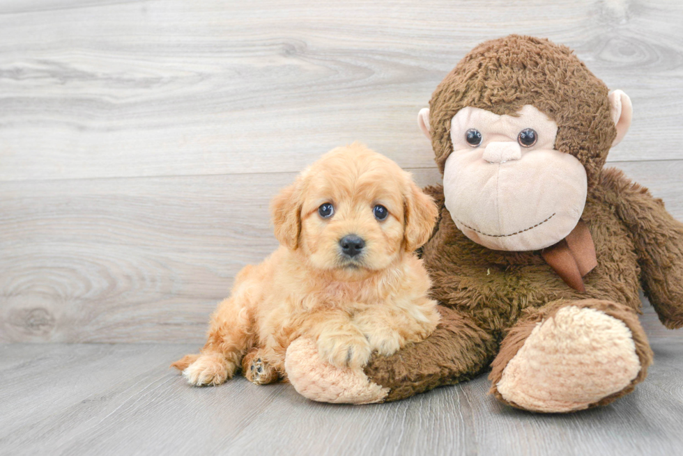 Best Mini Goldendoodle Baby