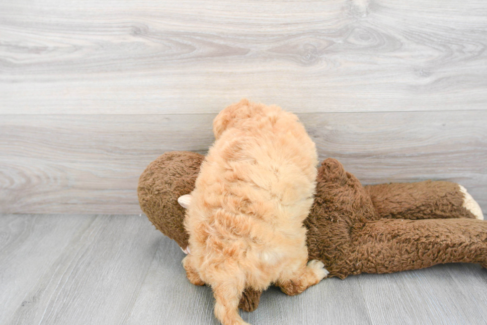 Cute Mini Goldendoodle Baby