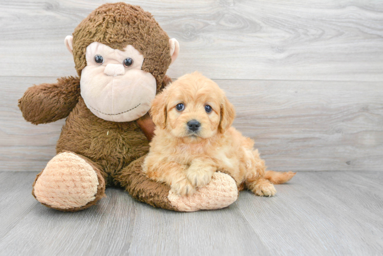 Best Mini Goldendoodle Baby