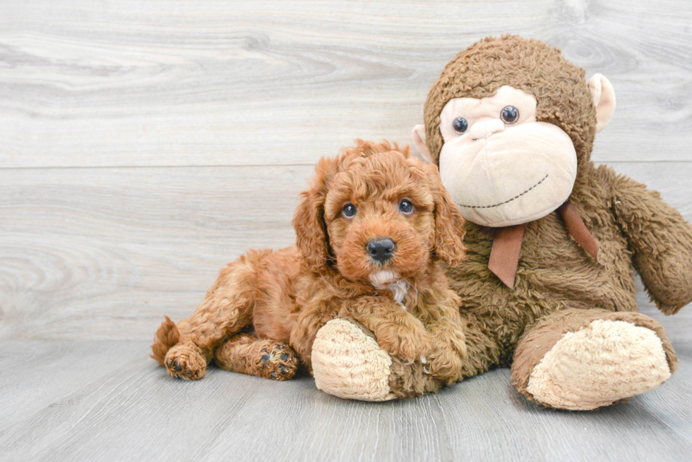 Mini Goldendoodle Puppy for Adoption