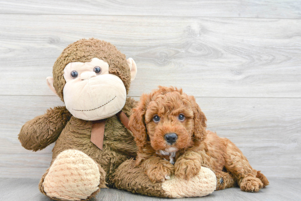 Best Mini Goldendoodle Baby