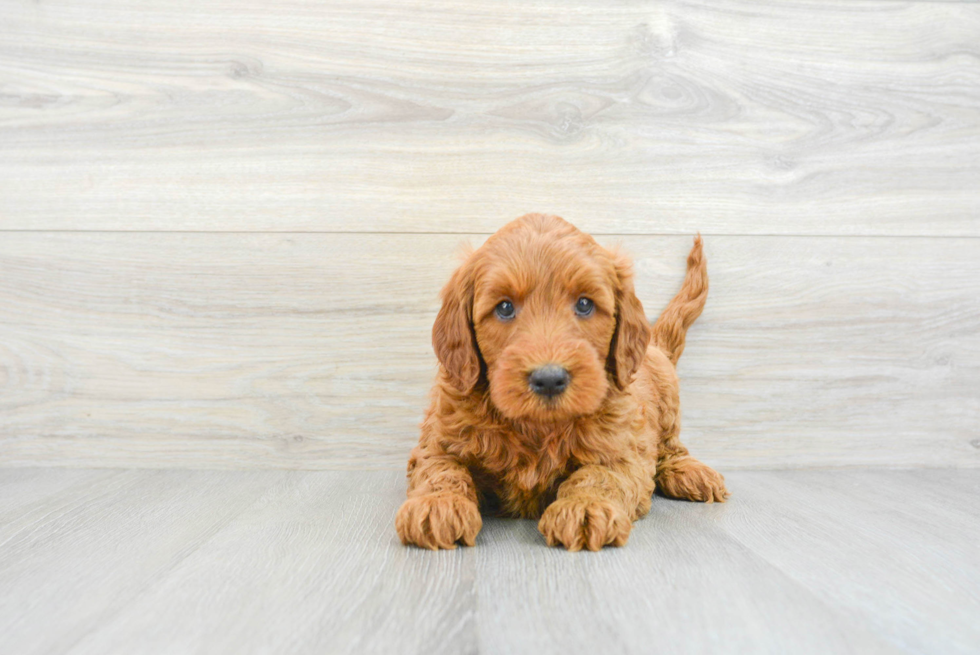 Popular Mini Goldendoodle Poodle Mix Pup