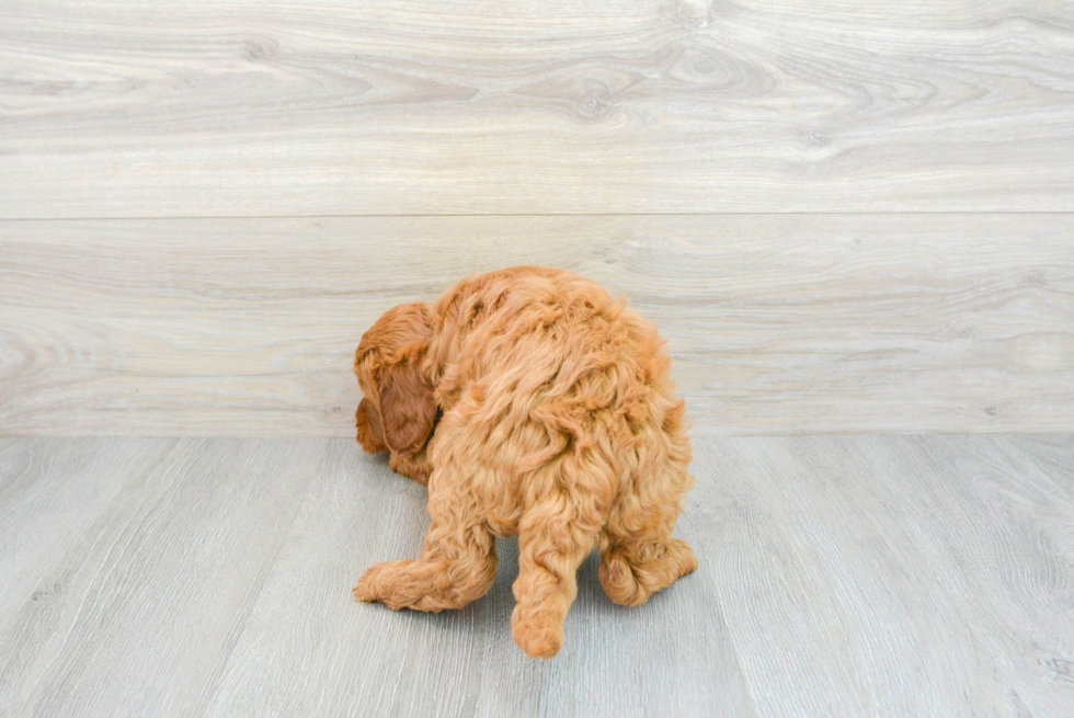 Playful Golden Retriever Poodle Mix Puppy