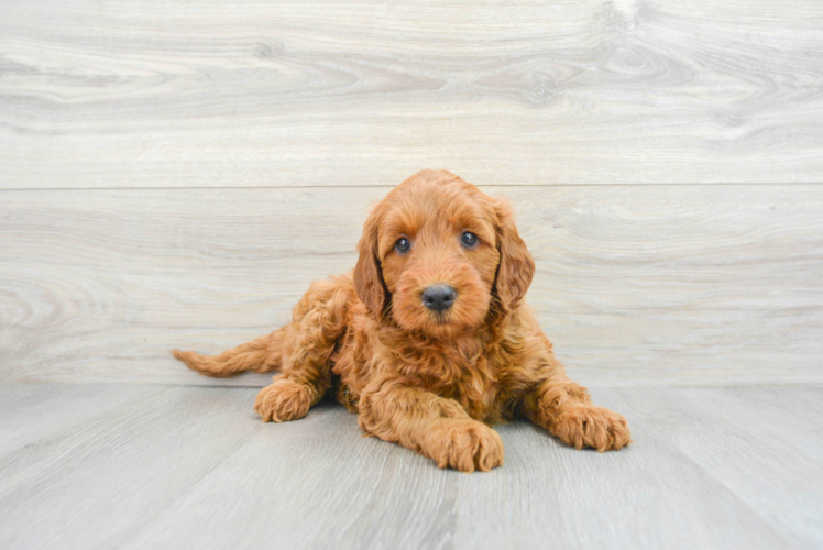 Mini Goldendoodle Pup Being Cute