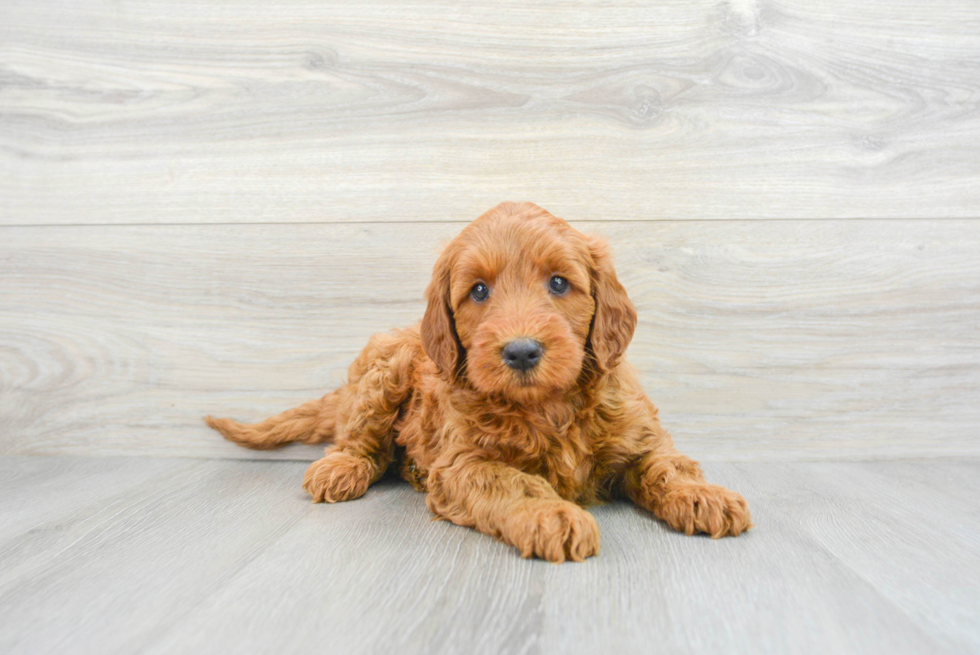 Mini Goldendoodle Pup Being Cute