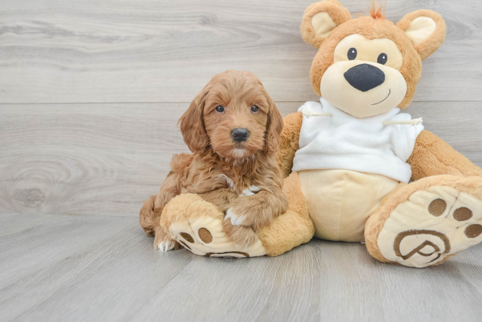 Mini Goldendoodle Pup Being Cute