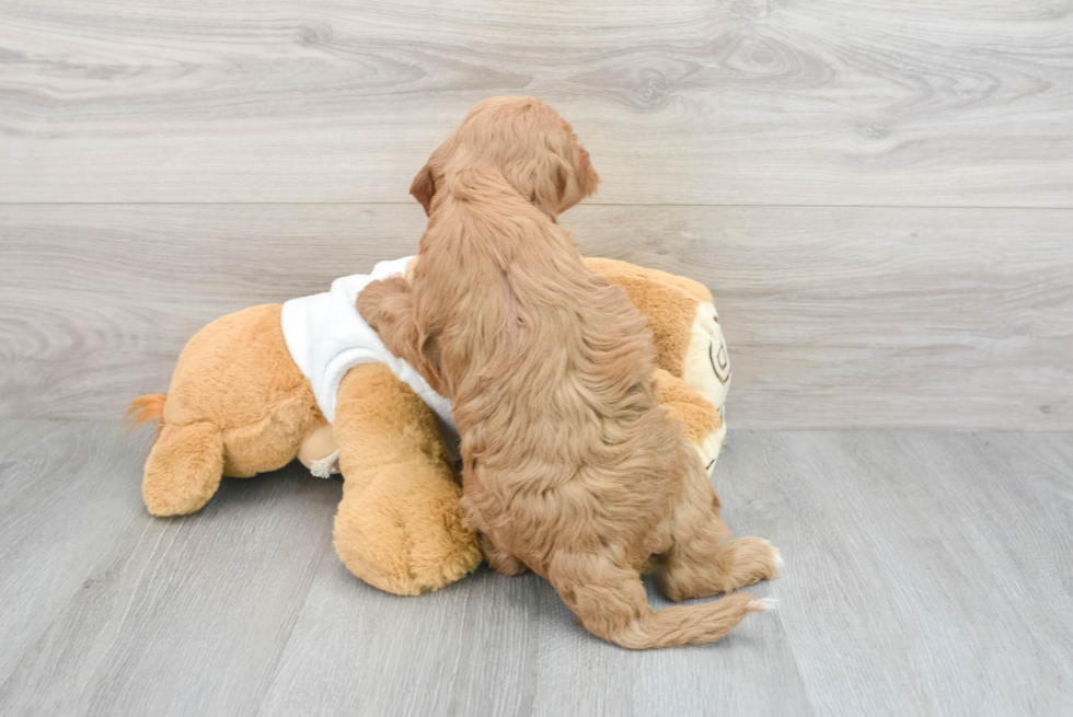 Friendly Mini Goldendoodle Baby