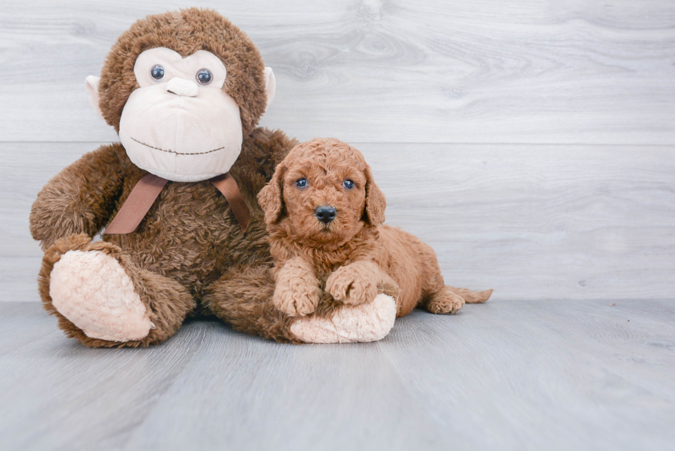 Mini Goldendoodle Puppy for Adoption