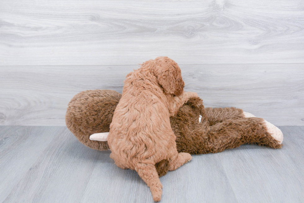 Mini Goldendoodle Puppy for Adoption