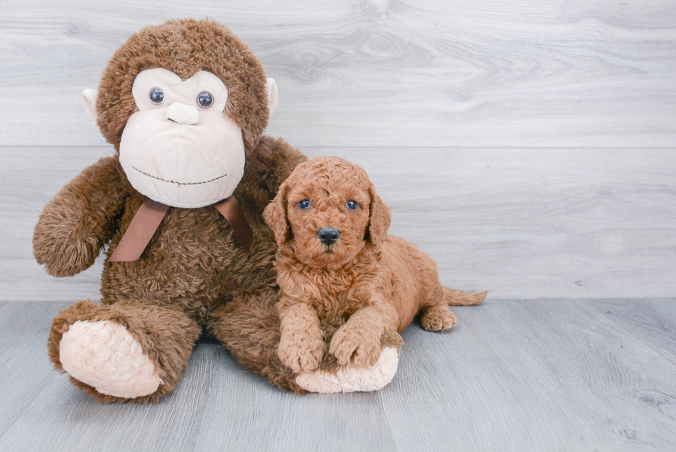 Happy Mini Goldendoodle Baby