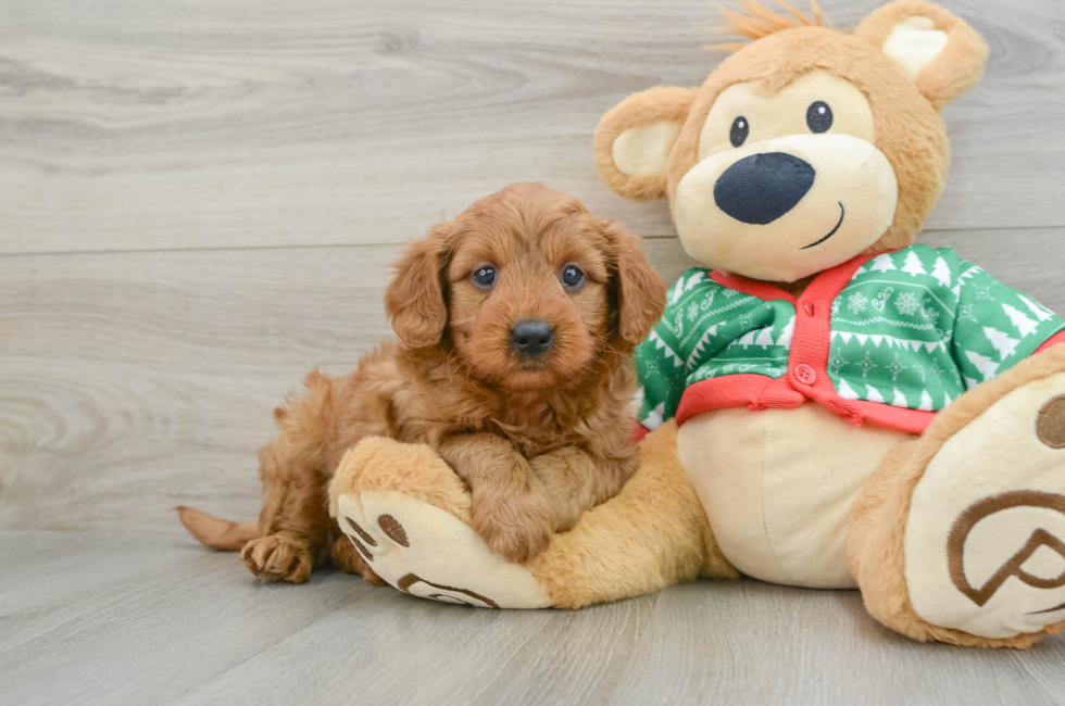 5 week old Mini Goldendoodle Puppy For Sale - Premier Pups