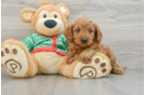 Best Mini Goldendoodle Baby