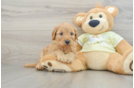 Mini Goldendoodle Pup Being Cute
