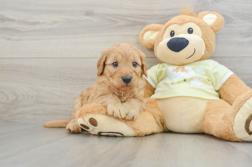 Mini Goldendoodle Pup Being Cute