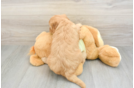 Popular Mini Goldendoodle Poodle Mix Pup