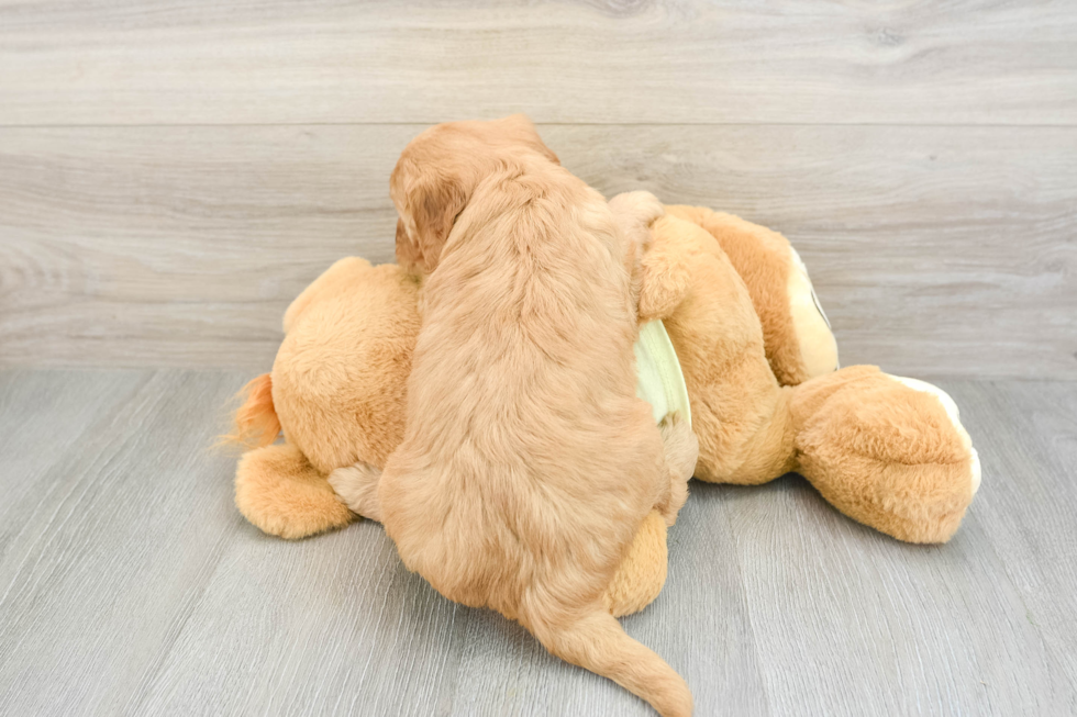 Popular Mini Goldendoodle Poodle Mix Pup